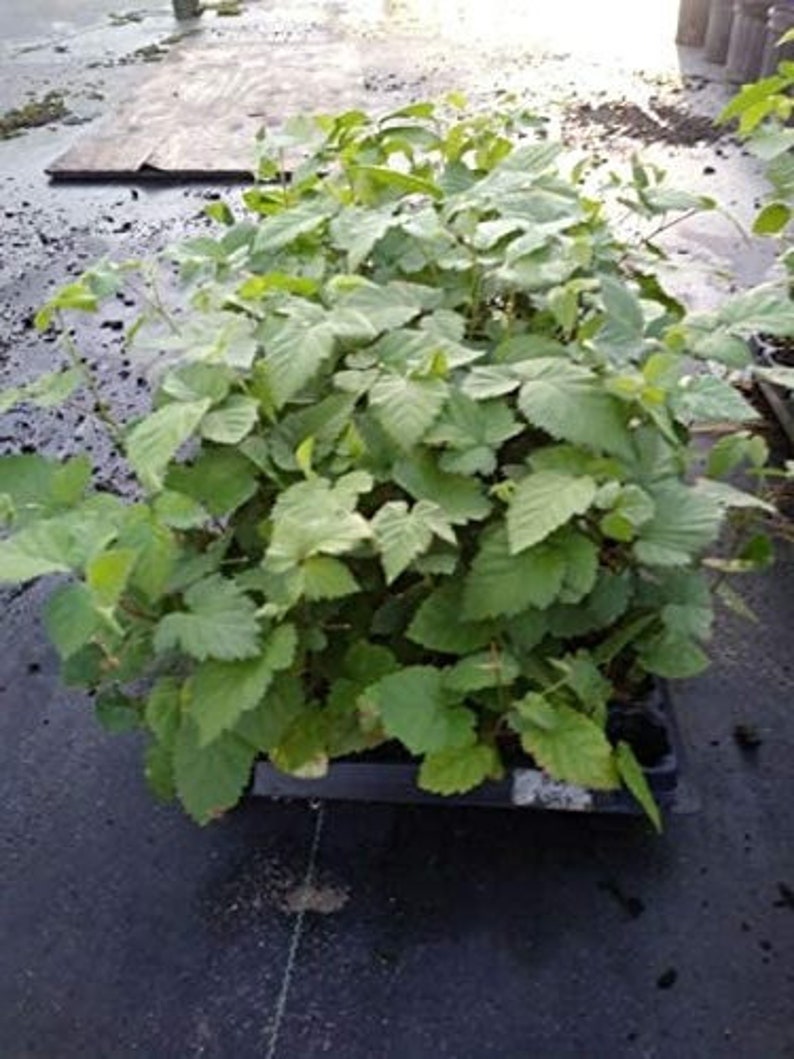 May include: A close-up of a tray of green raspberry plants. The plants are in a black tray and are ready to be planted in the garden.