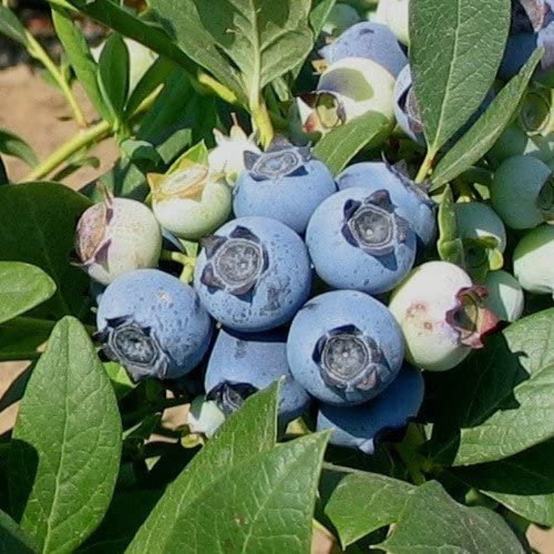 Blueberry Plant Biloxi Southern Highbush Blueberry Plants for Etsy