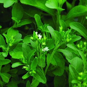 May include: Close-up of a stevia plant with green leaves and small white flowers.