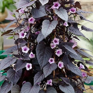 May include: A lush, dark purple ornamental plant with heart-shaped leaves and delicate, light purple flowers. The plant is in a woven basket, showcasing its vibrant color and texture. The plant's leaves and flowers create a striking visual contrast.
