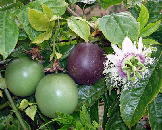 Purple Passion Fruit Plant - Starter Passiflora Purple Possum Passion Fruit  Edible Passion Fruit Tree - Passion Plant Live - Etsy