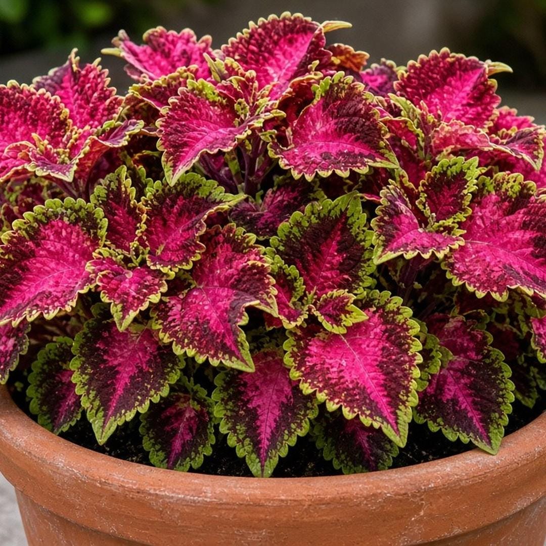 Hot Pink Planter - Etsy