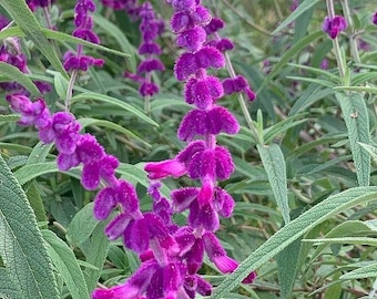 May include: Close-up of vibrant purple Salvia flowers in full bloom. The flowers have a velvety texture and are arranged in dense clusters along the stems. The green leaves provide a contrasting backdrop, creating a visually appealing display of nature's beauty.