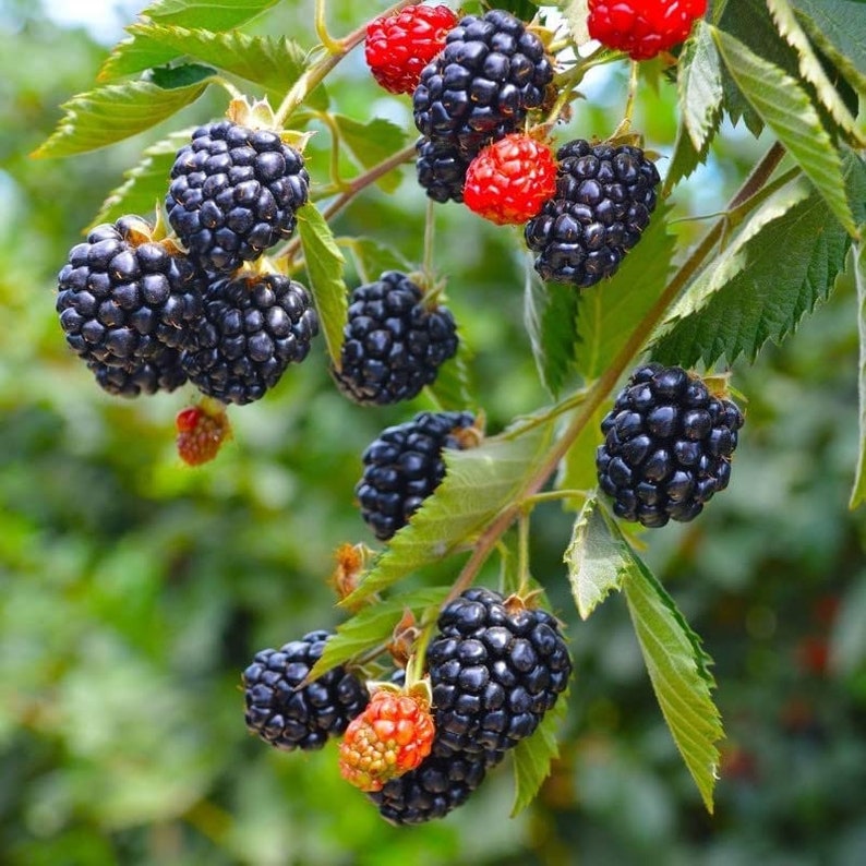 May include: Close-up of a blackberry bush with ripe blackberries and a few red berries. The blackberries are clustered together on the branches, with some leaves visible in the background.