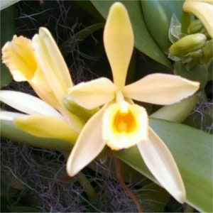 Vanilla Orchid Plant - Vanilla planifolia Starter - Madagascar Vanilla Bean - Grow your Own Vanilla