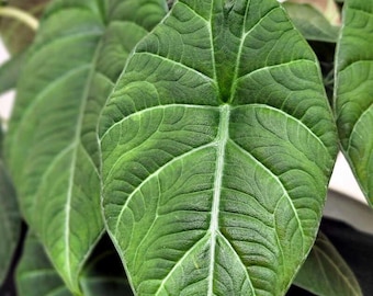 Alocasia Maharani (Grey Dragon) 5-9" Live Plant - Rare Jewel Alocasia with Thick Textured Foliage - Compact Indoor Houseplant