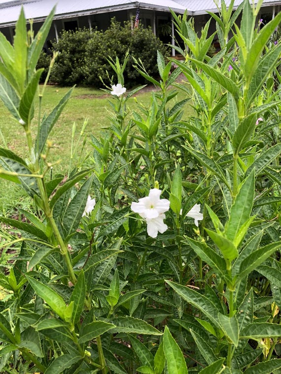 【新品】LOWYA New Ruellia 284 ホワイト White Wild Petunia Ruellia Live Plants | Pack of 2 (TWO) | 5-9