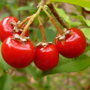 May include: Close-up of a cluster of bright red berries growing on a green leafy branch. The berries are round and shiny, with a smooth surface.