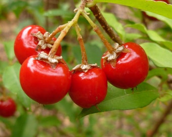 Dwarf Barbados Cherry Malpighia Emarginata