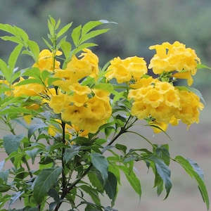 May include: A vibrant bush with clusters of bright yellow trumpet-shaped flowers and green leaves. The flowers are in full bloom, creating a cheerful and sunny display. The plant is set against a soft, blurred background.
