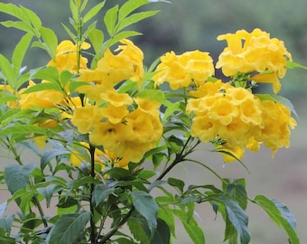 Yellow Bells Tecoma Stans Live Plants | Pack of 2 (TWO) | 5-9 Inch Esperanza | Yellow Elder