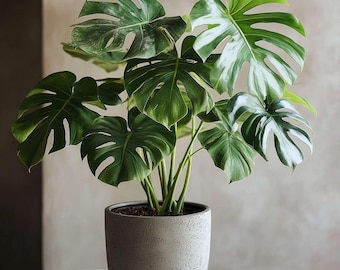 May include: A potted Monstera plant with large, vibrant green leaves and a grey concrete pot. The leaves have unique splits and holes, adding to the plant's distinctive appearance. A popular choice for indoor decor.