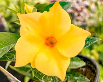 Yellow Mandevilla Live Plants (5-9") - Pack of 2 (TWO) - Rare Yellow Rocktrumpet Vine - Tropical Dipladenia