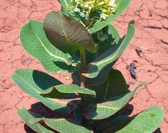Milkweed Live Plants - 2 (Two) Broadleaf Milkweed Plants for Butterfly - Hardy Desert Milkweed