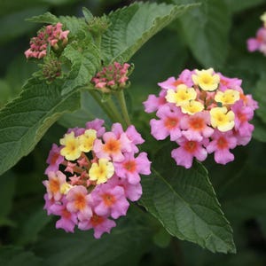 Lantana Plants Live - Ham and Eggs Pack of 3 Lantana Live Plants for Planting - 4-6 Inches Tall - Attracts Butterflies