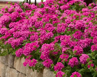 Verbena St. Paul Pink Live Plants | Pack of 2 (TWO) | 5-9" Tall | Verbena Canadensis Rosea | Texas Tuff Pink