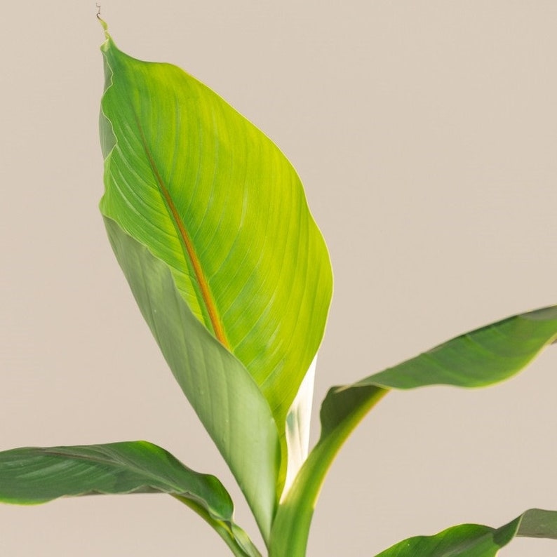 Puede incluir: Primer plano de una planta verde con hojas grandes y puntiagudas. Las hojas tienen un centro verde claro y bordes verde oscuro. La planta est&aacute; creciendo en una maceta, pero la maceta no es visible en la imagen.