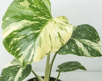 May include: A variegated Monstera plant with large, heart-shaped leaves in a green pot. The leaves have a creamy white and green marbled pattern.