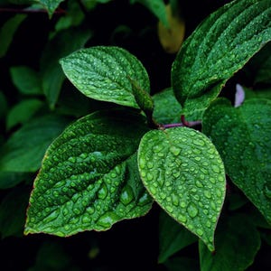 May include: Close-up of green leaves with water droplets. The leaves are dark green and have a glossy finish. The water droplets are clear and round.