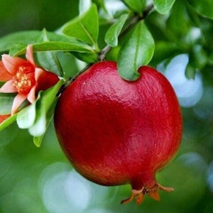 Wonderful Pomegranate Tree - Punica Granatum Pomegranate Plant - Fruit Tree Live Plant - Live Fruit Tree - Starter Plant