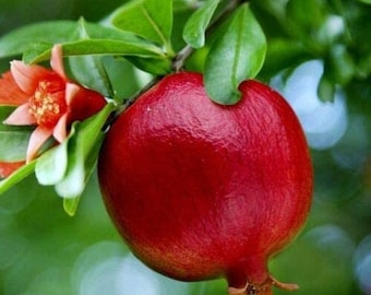 Wonderful Pomegranate Tree - Punica Granatum Pomegranate Plant - Fruit Tree Live Plant - Live Fruit Tree - Starter Plant