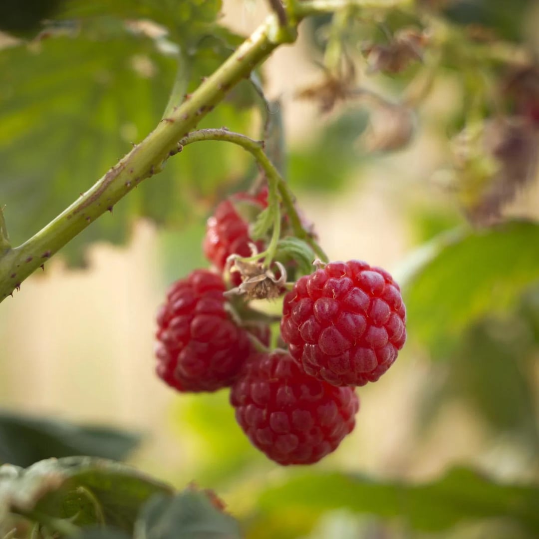 Primocane Raspberry Best Nantahala Red Raspberry Live Plants | Pack of 2 (TWO) | 5-9