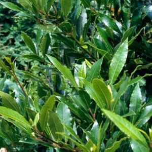 Pu&ograve; includere: Primo piano di una pianta verde con foglie lunghe e strette. La pianta cresce in un gruppo denso e le foglie sono disposte in modo casuale.
