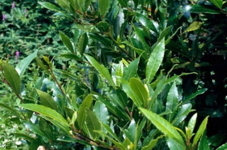 Pu&ograve; includere: Primo piano di una pianta verde con foglie lunghe e strette. La pianta cresce in un gruppo denso e le foglie sono disposte in modo casuale.