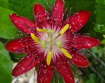May include: A close-up of a vibrant red passion flower with yellow and white accents. The flower's petals are a deep red, with delicate white and purple lines radiating from the center. Water droplets cling to the petals and surrounding green leaves.