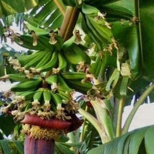 Árbol de plátano - Planta de plátano Kokopo - Planta de plátano Patupi viva - Árboles frutales vivos - Árbol de plátano vivo de 4 a 6 pulgadas