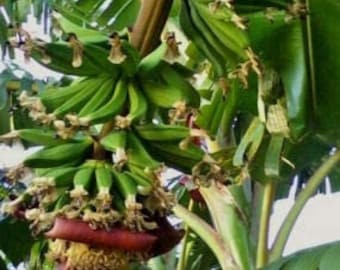 Banana Tree - Kokopo Banana Plant - Patupi Banana Plant Live - Fruit Trees Live Plant - 4-6 inch Banana Tree Live
