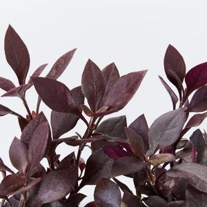 Puede incluir: Primer plano de una planta con hojas de color burdeos intenso. Las hojas son de forma ovalada y están dispuestas en racimos. La planta tiene un aspecto exuberante, con múltiples tallos y hojas. El fondo es blanco liso.