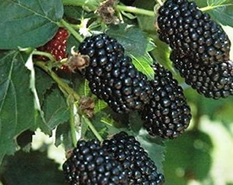 May include: Close-up of a blackberry bush with several ripe blackberries hanging from the branches. The berries are clustered together and have a shiny, dark appearance.