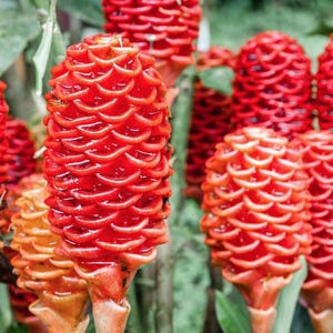 Shampoo Ginger Rhizomes: Exotic Pinecone Ginger - Pack of 3 – Zingiber zerumbet