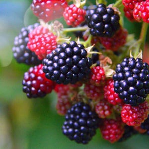 Puede incluir: Primer plano de un racimo de moras y frambuesas maduras. Las moras son de un color p&uacute;rpura oscuro intenso, mientras que las frambuesas son de un rojo vibrante. Las bayas est&aacute;n unidas a tallos verdes, creando una apariencia natural y fresca.