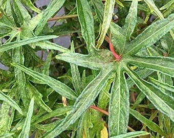 South Sea Salad Tree - Chief Kubo Bele Tree - Spinach Like Plant - Abelmoschus manihot - Edible Live Plant