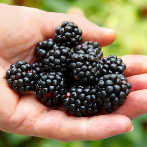 Puede incluir: Primer plano de una mano abierta que sostiene un puñado de moras maduras. Las moras, de un negro profundo y brillante, presentan una superficie texturizada. El fondo es un verde suave y borroso. Las moras están agrupadas.