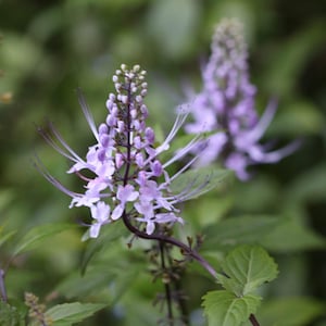 May include: Close-up of a flowering plant with delicate, light purple blooms and long, whisker-like stamens. The flowers are clustered on a slender stem, surrounded by green leaves, creating a natural, botanical theme.