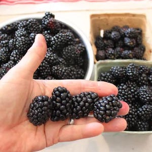 May include: Fresh, ripe blackberries displayed in a metal bowl, cardboard containers, and held in a hand. The dark purple berries are in focus, showcasing their textured surface. A close-up view highlights the fruit's natural color and shape.