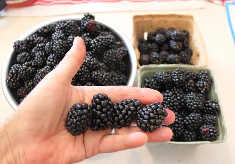 May include: Fresh, ripe blackberries displayed in a metal bowl, cardboard containers, and held in a hand. The dark purple berries are in focus, showcasing their textured surface. A close-up view highlights the fruit's natural color and shape.