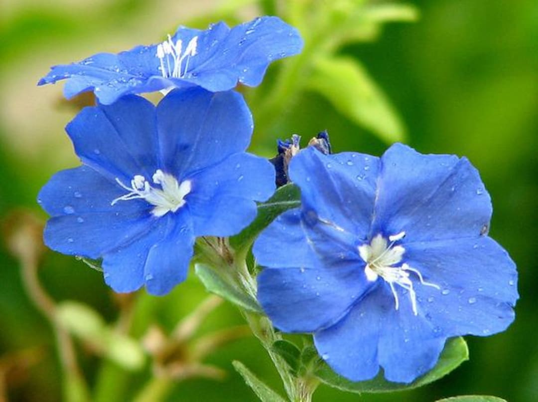 Blue Daze Live Plants (5-9