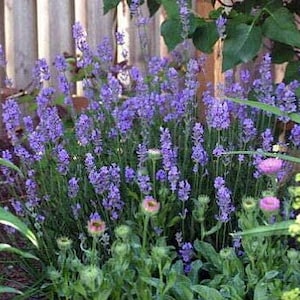 May include: A close-up of a patch of lavender flowers in bloom. The lavender plants are growing in a garden setting with other plants and a wooden fence in the background.