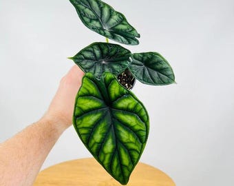 Alocasia Dragon Scale Mint Variegated - 4
