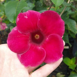 May include: A vibrant, deep magenta flower with five rounded petals, held in a hand. The flower's center is a lighter shade of yellow-brown. Green foliage provides a backdrop.