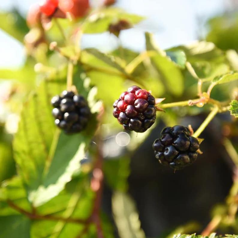 Puede incluir: Primer plano de moras en una vid. Las bayas var&iacute;an en color desde el negro intenso hasta el rojo vibrante, con hojas verdes en el fondo. La imagen captura la belleza natural de la fruta.