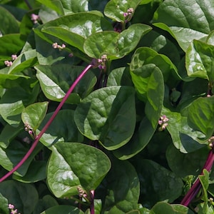 May include: Close-up of a leafy green plant with large, textured leaves and thin, reddish-purple stems. Small clusters of tiny pink flowers are scattered throughout the foliage. The plant is densely packed, creating a lush, vibrant appearance.