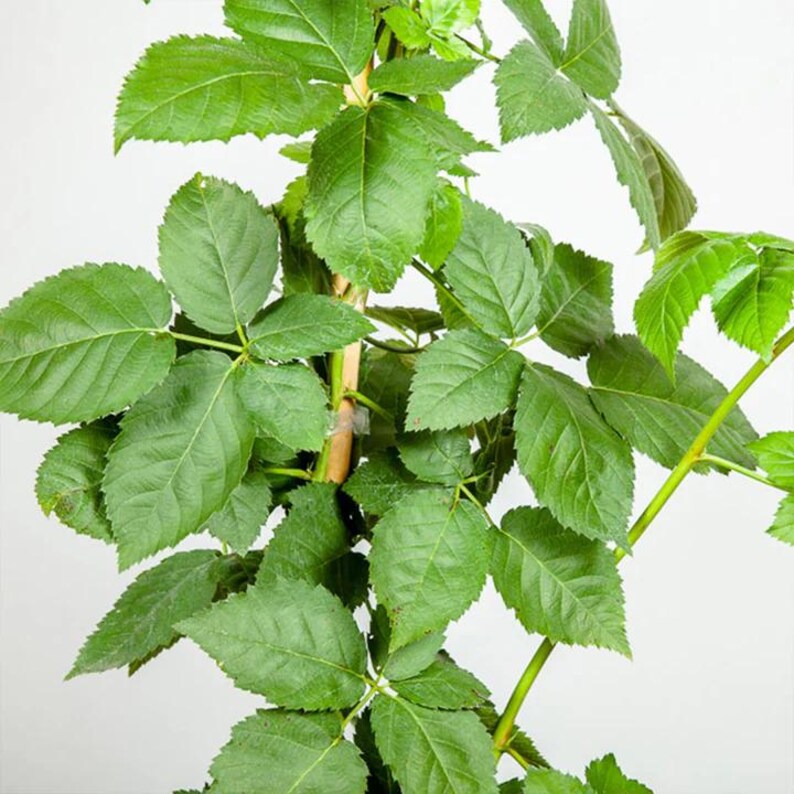 Puede incluir: Primer plano de una planta verde con m&uacute;ltiples hojas. Las hojas son de un color verde vibrante y tienen una superficie texturizada. La planta est&aacute; sostenida por una fina estaca de madera marr&oacute;n.