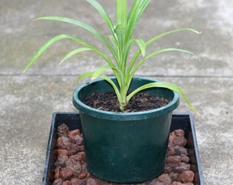 Pandan Plant Live 4-6 Inch - Pandanus Amaryllifolius Live Plant For Planting - Pandan Live Plant - Pandan Grass - Pandan Spice