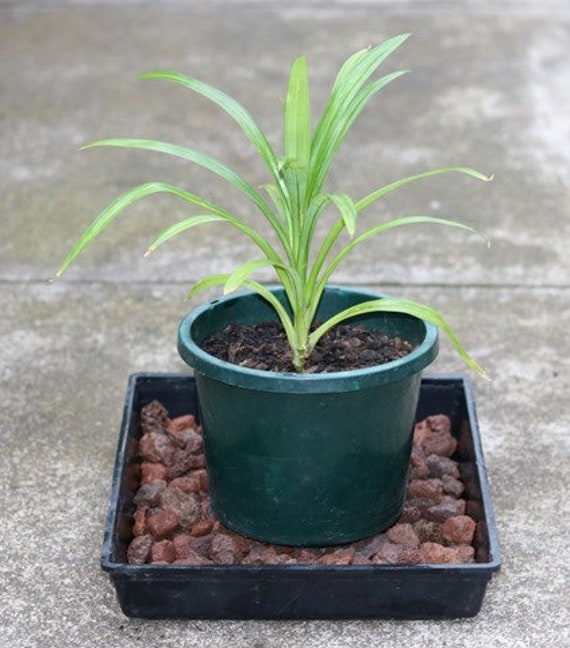 Pandan Plant Live 4-6 Inch - Pandanus Amaryllifolius Live Plant For Planting - Pandan Live Plant - Pandan Grass - Pandan Spice