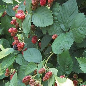 May include: A close-up of a blackberry bush with ripe blackberries and red berries. The leaves are green and the berries are clustered together.